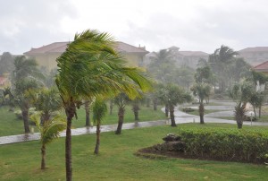 Wind blown trees in Florida